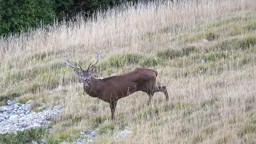Un cerf dans le Vercors