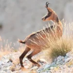 Photographie du chamois : techniques, traces, approche et affût