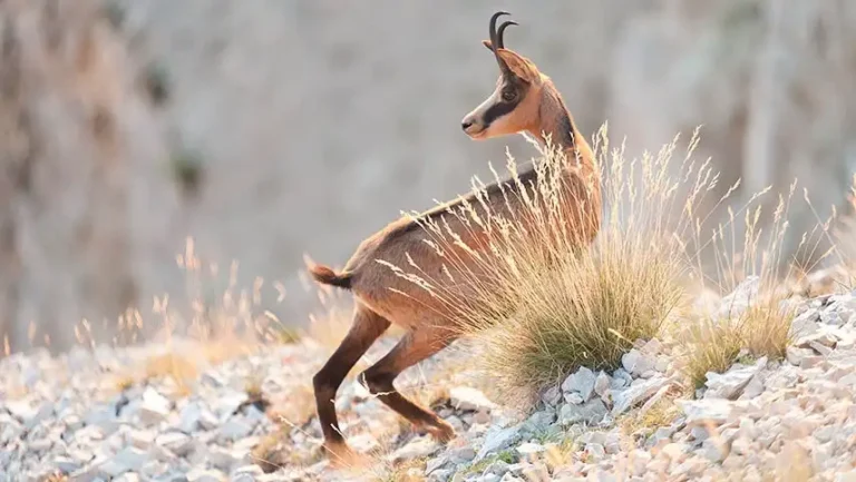 Chamois dans les parois du mont Ventoux