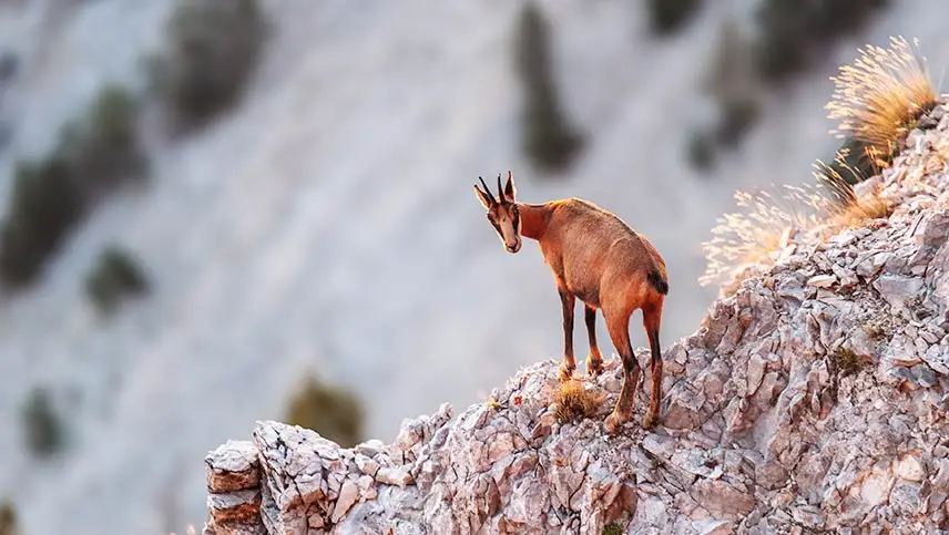 Un chamois sur un crête rocheuse