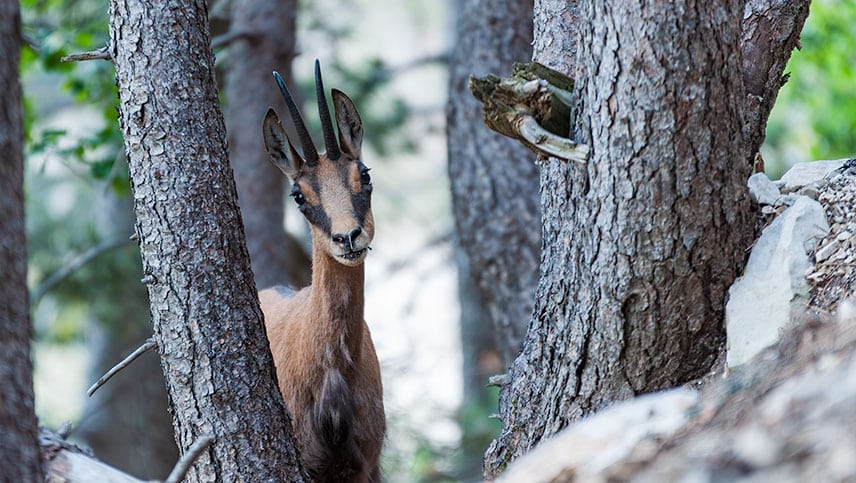 L'approche ou billebaude pour le chamois