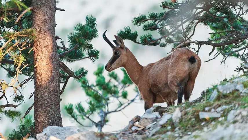 Le chamois dans son environnement.