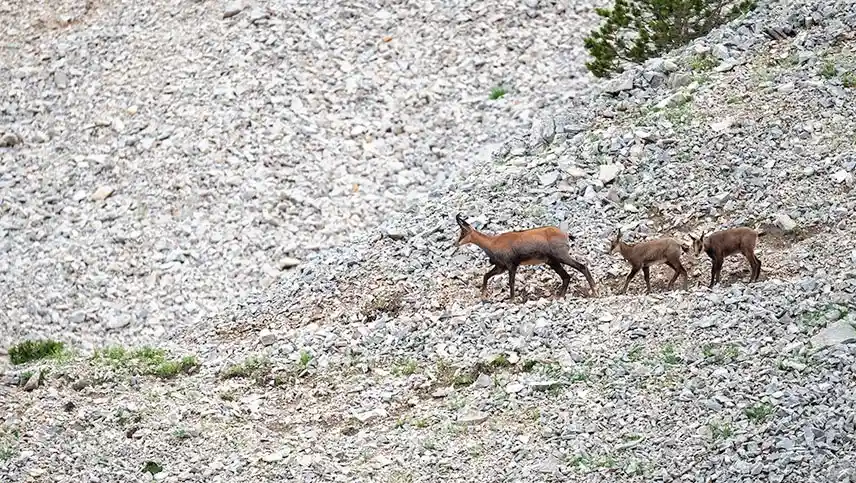 Passage d'une mère chamois et de petits