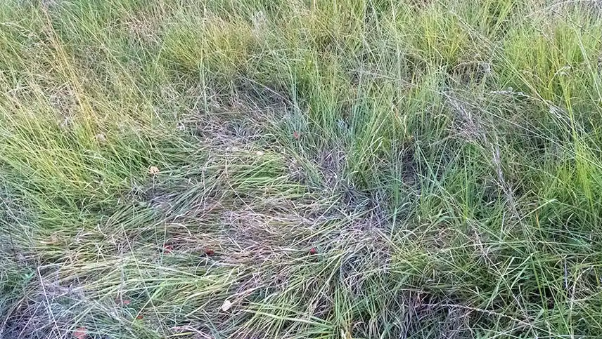 Un chaume d'un cerf dans la drôme