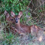 Photographie animalière du chevreuil : repérage, affût, billebaude