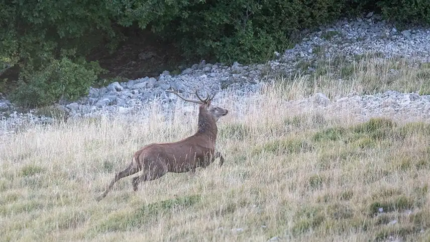 Course de cerf