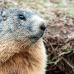 Lexique de la photographie animalière : les mots à connaître