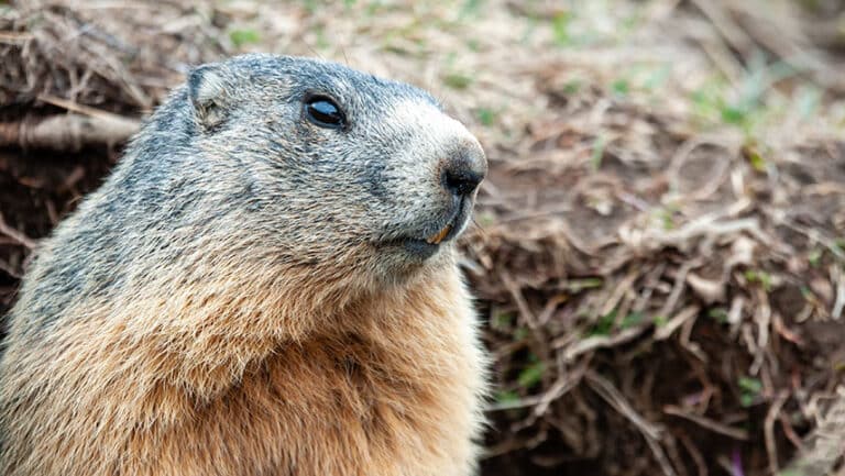 Une marmotte curieuse au col de Vars - Alpes
